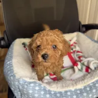Rosie, a female Poodle - Toy  for sale in Santa Clarita, CA – Photo 2 of 3