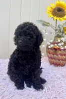 Jack, a male Poodle - Toy  for sale in Santa Clarita, CA – Photo 2 of 3