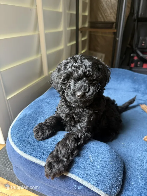 Jack – Poodle - Toy  puppy for sale in Santa Clarita, CA