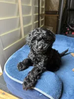 Jack, a male Poodle - Toy  for sale in Santa Clarita, CA – Photo 1 of 3