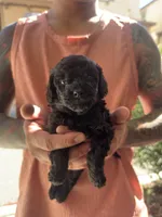 Jack, a male Poodle - Toy  for sale in Santa Clarita, CA – Photo 3 of 3