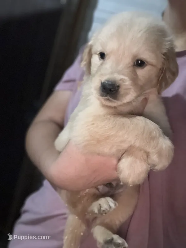 Theodore  – Golden Retriever puppy for sale in Jacksonville, FL