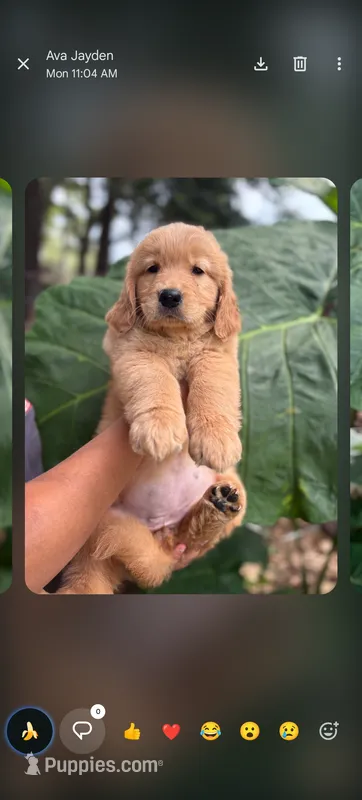 Tallulah – Golden Retriever puppy for sale in Jacksonville, FL