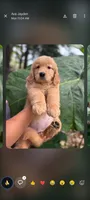 Tallulah, a female Golden Retriever for sale in Jacksonville, FL – 1 of 1