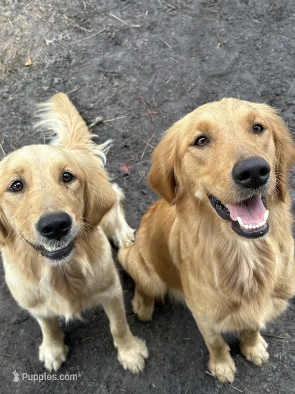Nala – Golden Retriever puppy for sale in Jacksonville, FL