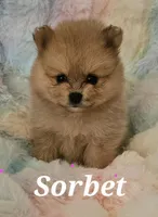 AKC SORBET, a female Pomeranian for sale in Glen Burnie, MD – Photo 3 of 5