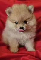 AKC SORBET, a female Pomeranian for sale in Glen Burnie, MD – Photo 1 of 5