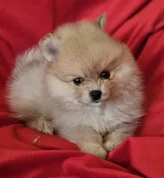 AKC SORBET, a female Pomeranian for sale in Glen Burnie, MD – Photo 4 of 5