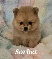 AKC SORBET, a female Pomeranian for sale in Glen Burnie, MD – Photo 2 of 5
