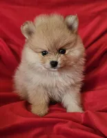 AKC SORBET, a female Pomeranian for sale in Glen Burnie, MD – Photo 5 of 5