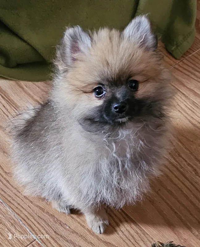AKC Whistles  – Pomeranian puppy for sale in Glen Burnie, MD