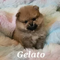 AKC GELATO, a male Pomeranian for sale in Glen Burnie, MD – Photo 3 of 7
