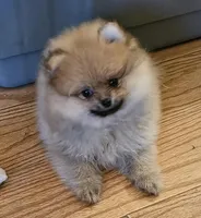 AKC GELATO, a male Pomeranian for sale in Glen Burnie, MD – Photo 2 of 7