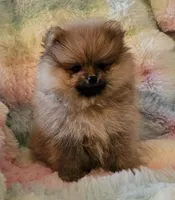AKC GELATO, a male Pomeranian for sale in Glen Burnie, MD – Photo 5 of 7