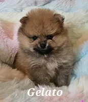AKC GELATO, a male Pomeranian for sale in Glen Burnie, MD – Photo 7 of 7