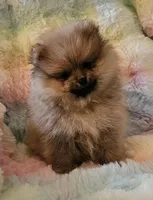 AKC GELATO, a male Pomeranian for sale in Glen Burnie, MD – Photo 1 of 7