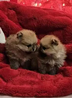 AKC Cranberry, a female Pomeranian for sale in Glen Burnie, MD – Photo 5 of 5