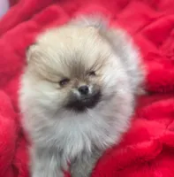 AKC Cranberry, a female Pomeranian for sale in Glen Burnie, MD – Photo 4 of 5