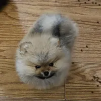 AKC Cranberry, a female Pomeranian for sale in Glen Burnie, MD – Photo 2 of 5