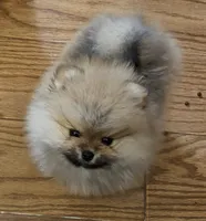 AKC Cranberry, a female Pomeranian for sale in Glen Burnie, MD – Photo 1 of 5