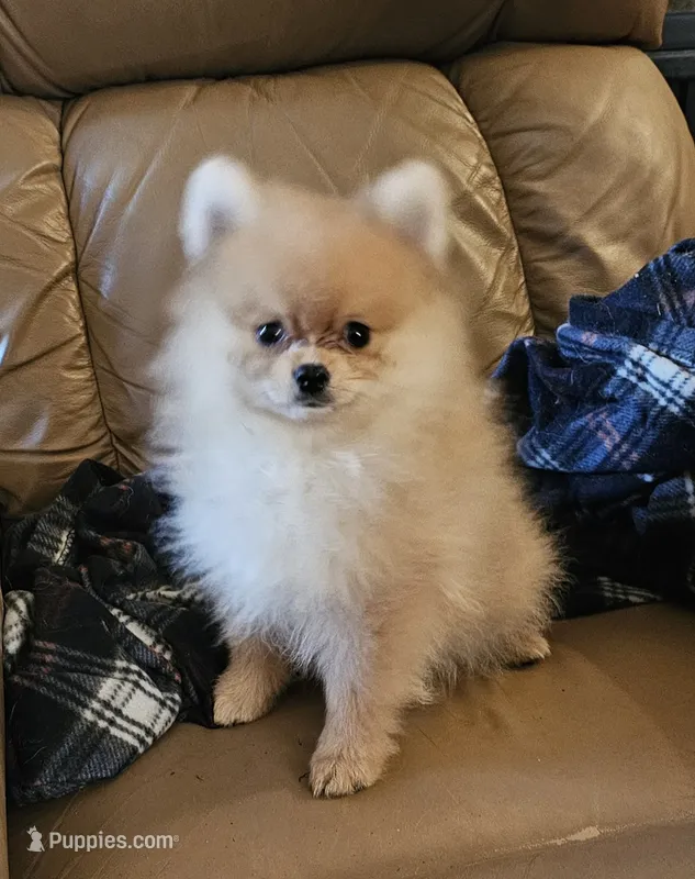 AKC Cheetos – Pomeranian puppy for sale in Glen Burnie, MD