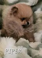 AKC Piper, a female Pomeranian for sale in Glen Burnie, MD – Photo 2 of 2