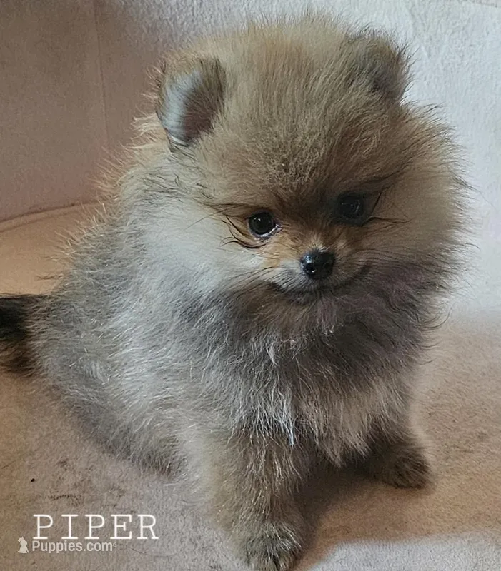 AKC Piper – Pomeranian puppy for sale in Glen Burnie, MD
