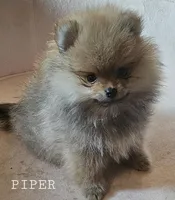 AKC Piper, a female Pomeranian for sale in Glen Burnie, MD – 1 of 1