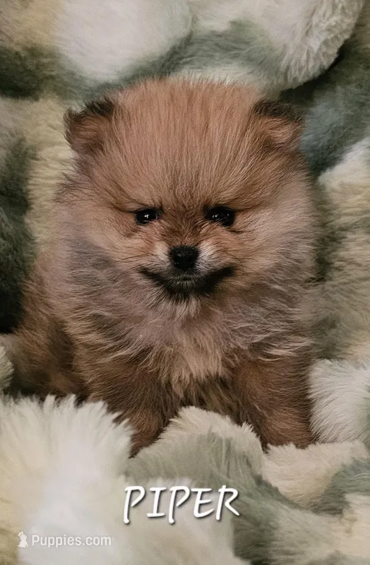 AKC Piper – Pomeranian puppy for sale in Glen Burnie, MD