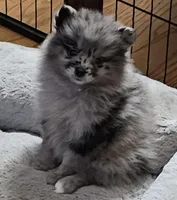 AKC LACE, a female Pomeranian for sale in Glen Burnie, MD – Photo 2 of 2