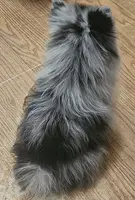 AKC CASHMERE, a male Pomeranian for sale in Glen Burnie, MD – Photo 7 of 7