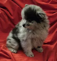 AKC CASHMERE, a male Pomeranian for sale in Glen Burnie, MD – Photo 4 of 7