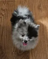 AKC CASHMERE, a male Pomeranian for sale in Glen Burnie, MD – Photo 1 of 7