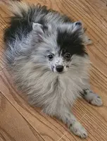 AKC CASHMERE, a male Pomeranian for sale in Glen Burnie, MD – Photo 3 of 7