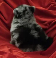 AKC CASHMERE, a male Pomeranian for sale in Glen Burnie, MD – Photo 6 of 7