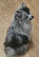 AKC CASHMERE, a male Pomeranian for sale in Glen Burnie, MD – Photo 5 of 7