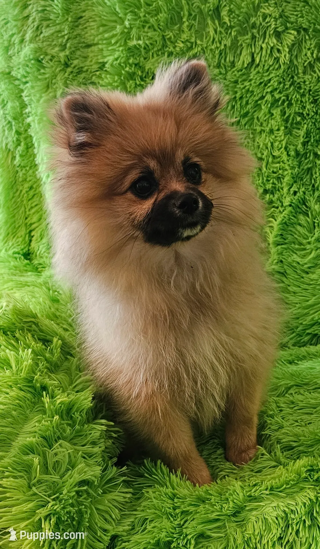 AKC BUTTERCUP, a female Pomeranian for sale in Glen Burnie, MD – Photo 4 of 5