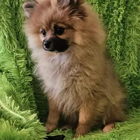AKC BUTTERCUP, a female Pomeranian for sale in Glen Burnie, MD – Photo 3 of 5