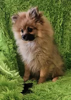 AKC BUTTERCUP, a female Pomeranian for sale in Glen Burnie, MD – Photo 3 of 5