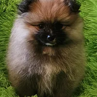 AKC BUTTERCUP, a female Pomeranian for sale in Glen Burnie, MD – Photo 5 of 5