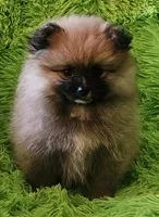 AKC BUTTERCUP, a female Pomeranian for sale in Glen Burnie, MD – Photo 5 of 5
