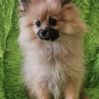 AKC BUTTERCUP, a female Pomeranian for sale in Glen Burnie, MD – Photo 2 of 5