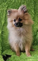 AKC BUTTERCUP, a female Pomeranian for sale in Glen Burnie, MD – Photo 2 of 5