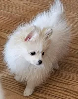 AKC KIWI, a female Pomeranian for sale in Glen Burnie, MD – Photo 3 of 4