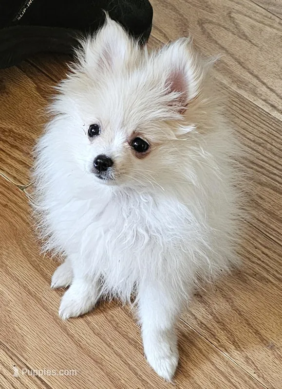 AKC KIWI, a female Pomeranian for sale in Glen Burnie, MD – Photo 1 of 4