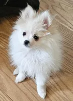 AKC KIWI, a female Pomeranian for sale in Glen Burnie, MD – Photo 1 of 4