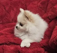 AKC KIWI, a female Pomeranian for sale in Glen Burnie, MD – Photo 4 of 4