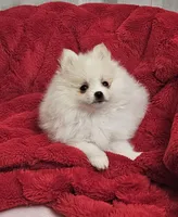 AKC KIWI, a female Pomeranian for sale in Glen Burnie, MD – Photo 2 of 4