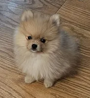 AKC Blueberry, a female Pomeranian for sale in Glen Burnie, MD – Photo 2 of 3