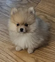 AKC Blueberry, a female Pomeranian for sale in Glen Burnie, MD – Photo 3 of 3